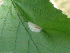 Phyllonorycter-coryli