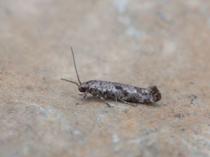 <em>Prays citri</em> adulte, le papillon a des ailes gris terne et des antennes assez courtes. <strong>Teigne du citronnier</strong> Photo de de J. Verstraeten (insecte.org)