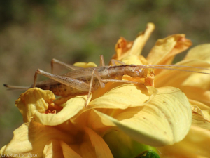 <em>Oecanthus pellucens</em> appelé aussi grillon transparent se reconnait à sa couleur claire. Ce grillon a été noté parfois comme faisant des dégâts ponctuels sur certaines cultures dont la vigne. <strong>Grillon d'Italie</strong>