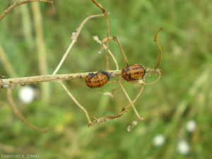 Pupes de coccinelle