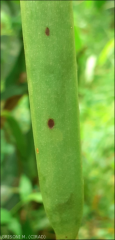 Sur feuilles et fruits  (C. orchidophilum)