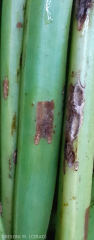 anthracnose vanille