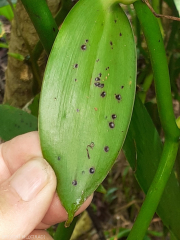 Colletotrichum orchidophilus sur feuille