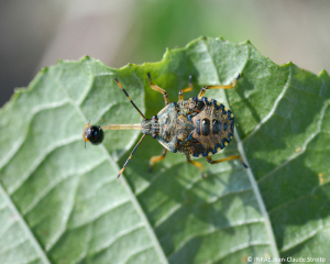 Larve d'<b><i>Arma custos</b></i> consommant un Coléoptère