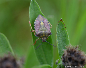 <b><i>Carpocoris purpureipennis</b></i> adulte