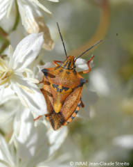 <b><i>Carpocoris mediterraneus</b></i> adulte