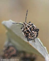 Larve de<b><i>Codophila varia</b></i>