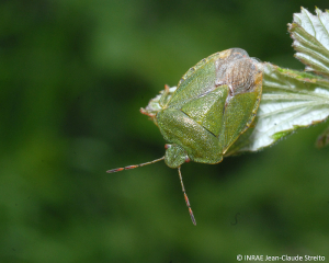 <b><i>Palomena prasina</b></i> adulte