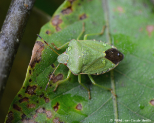 <b><i>Palomena prasina</b></i> adulte