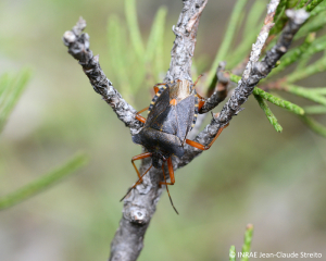 <b><i>Pentatoma rufipes</b></i> adulte