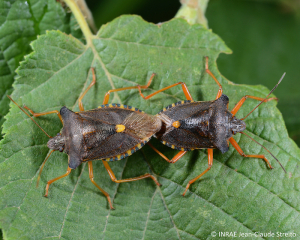 <b><i>Pentatoma rufipes</b></i> adultes <i>in copula</i>