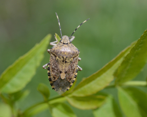 <b><i>Rhaphigaster nebulosa</b></i> adulte