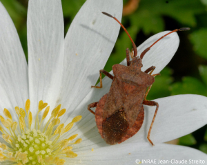 <b><i>Coreus marginatus</b></i> adulte