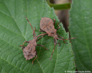 Larves de <b><i>Coreus marginatus</b></i>