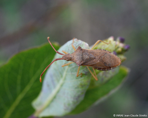 <b><i>Gonocerus acuteangulatus</b></i> adulte