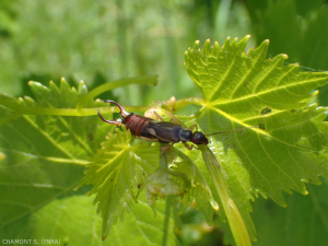 Forficule observé sur jeune pousse de vigne ; noter les cerques à l'extrémité de l'abdomen et les élytres très courts.