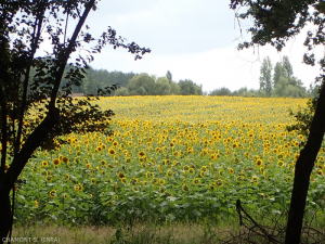 tournesol-culture