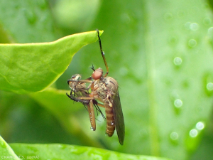 empis-chasse