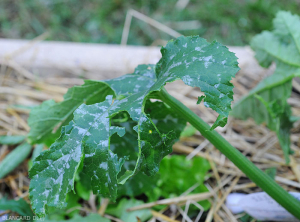 Détail des larges lésions visibles sur feuille de courgette. <b>Dégâts de grêle</b>.