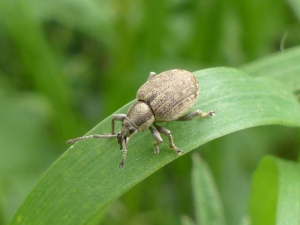 Le péritèle gris, <em>Peritelus sphaeroides</em>, est un charançon coupe-bourgeon de la vigne, cet insecte est nuisible aussi aux fruitiers. Photo M. Villemagne (insecte.org)