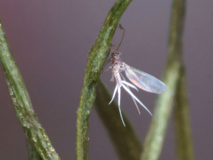 coccidea-PGros