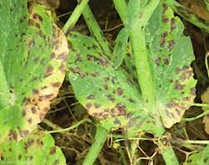 Photo_ascochytose_3.