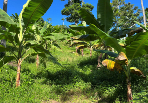 essai variétal cercosporiose