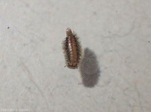 <i>Polyxenus lagurus</i>, Polyxenidae de la classe des diplopodes, est détritivore. Les soies situées à l’arrière du corps sont utilisées pour se défendre contre les prédateurs. 