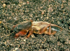 Courtillière