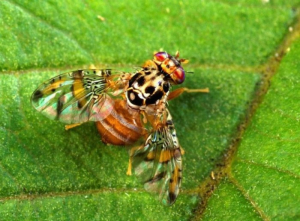 Mouche méditerranéenne 