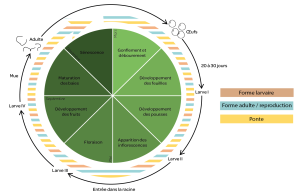 Cycle de vie Nématodes 