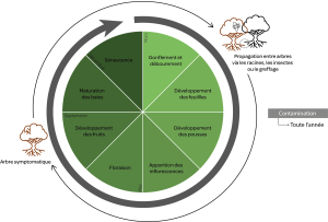 Cycle de vie Phytoplasme