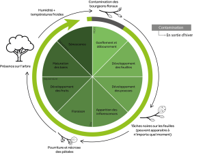 Cycle de vie Pseudomonas