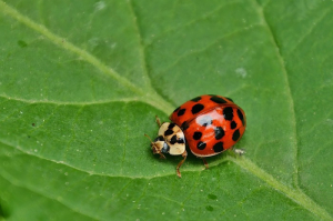 Coccinelle adulte