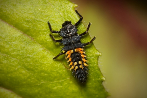 Coccinelle larve