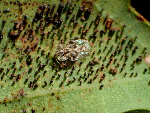 Femelle de <i>Corythucha arcuata</i> entourée de sa ponte. Les oeufs sont insérés dans la face inférieure de la feuille. Punaise réticulée ou Tigre du chêne 