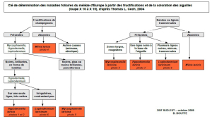 Pathologies foliaires