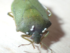 Punaise Pentatomidae portant des oeufs d'un diptère parasitoïde Tachinidae