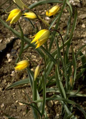 tulipa sylvestris 6