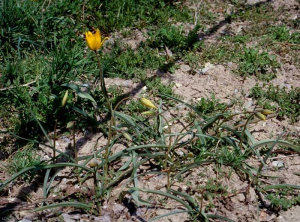 Tulipa-sylvestris2