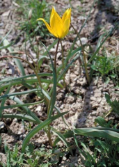 Tulipa-sylvestris3
