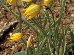 Tulipa_sylvestris4