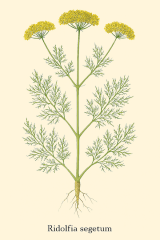 Ridolfia segetum