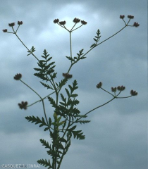Turgenia_latifolia4