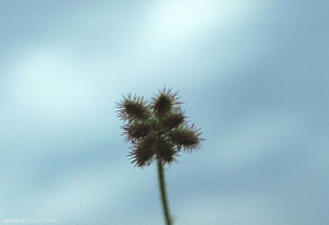 Turgenia_latifolia3