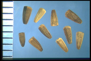 Chamaemelum fuscatum