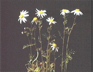 Chamaemelum fuscatum1