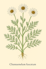 Chamaemelum fuscatum