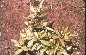 Eclipta prostrata