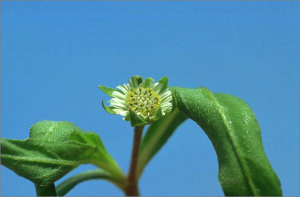 Eclipta prostrata